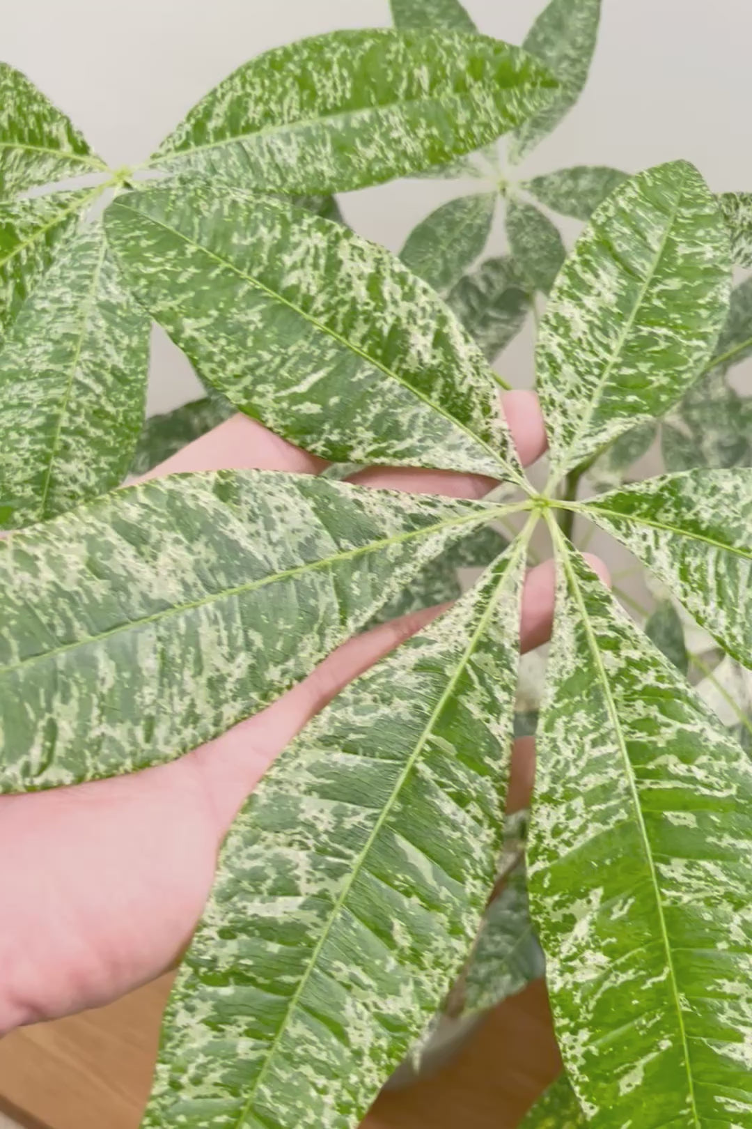 【パキラ ミルキーウェイ】このサイズはラスト！次回の入荷は来年です！ホワイト＆グリーンの葉がとても美しい!!あまり作られていない希少な観葉植物です！