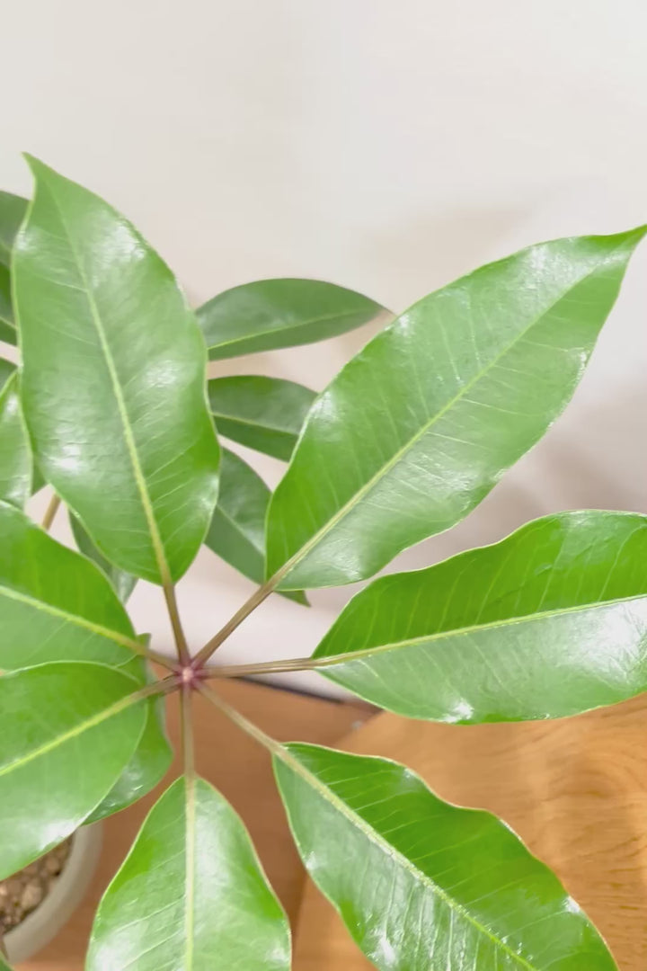 【チュピタンサス】お手頃なサイズ感でボリュームのある樹形！このサイズはめったに入荷がありませんのでぜひ！