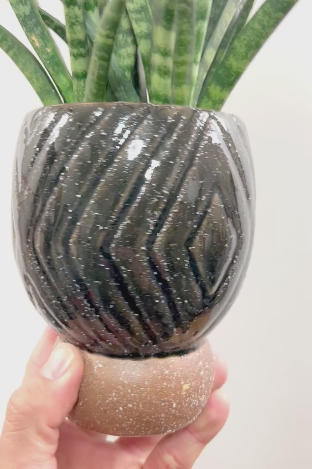 【サンスベリア ファーンウッドパンク】仲良しの生産者さんからいい形のものを分けてもらいました！シャープで葉が放射状に幌がる葉が素敵です！