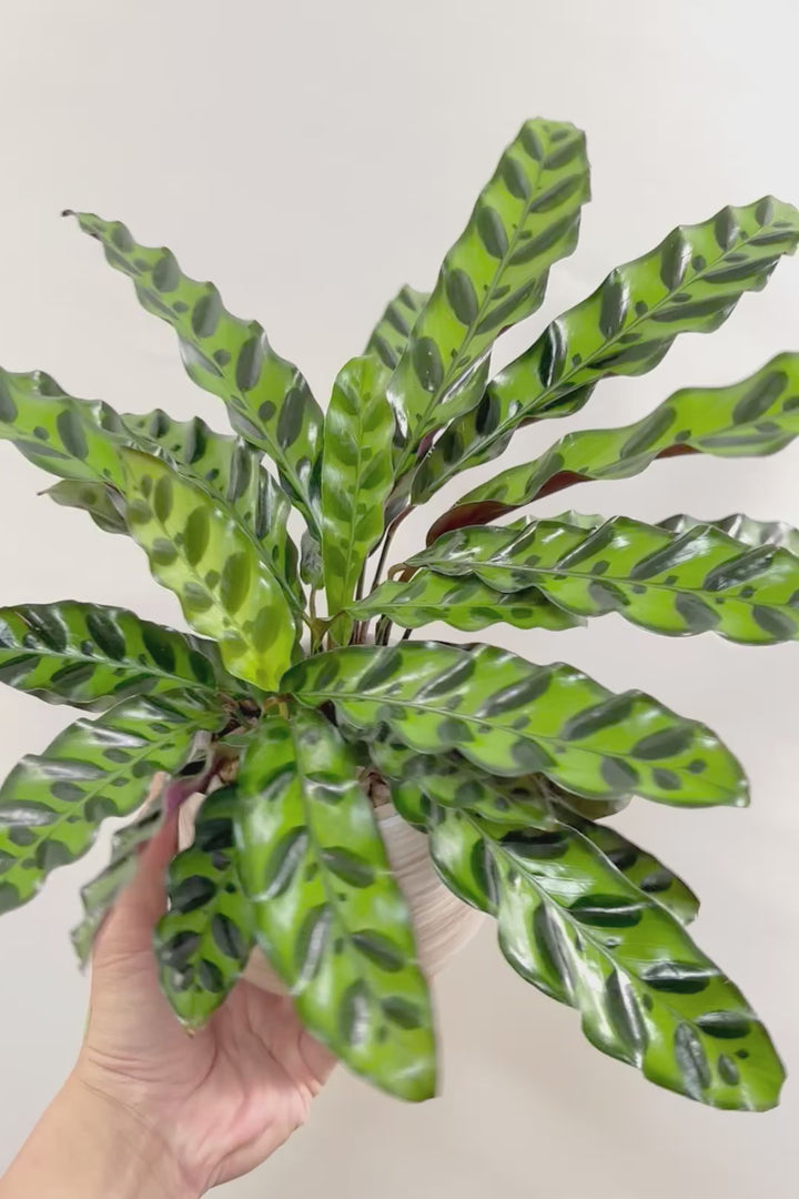 【カラテア インシグニス】生産者さんがボリュームのある素晴らしい個体の物を出荷してくださいましたのでボリュームは保証します！