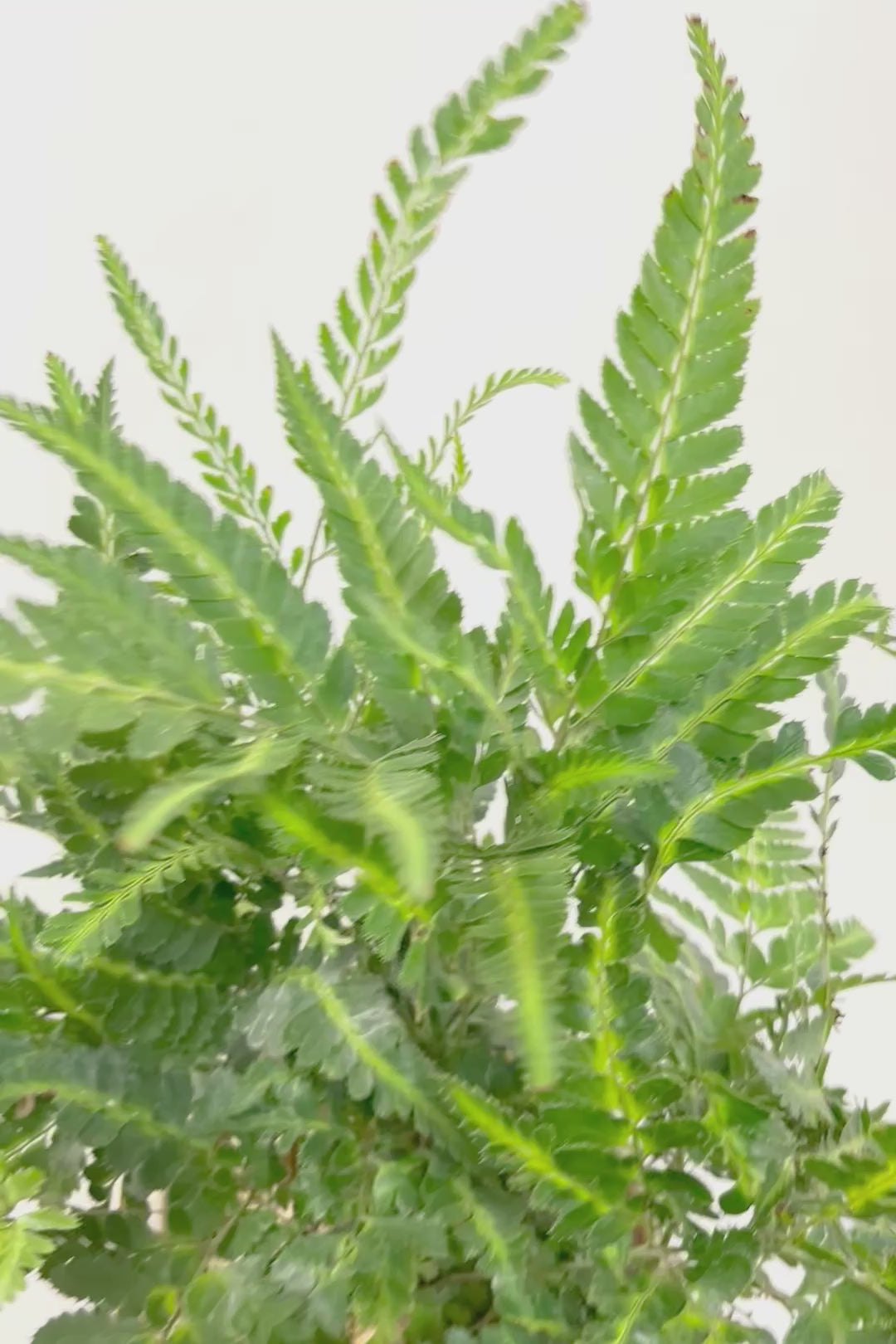 【ルモーラ アディアンティフォルミス】日陰に強いシダ系の観葉植物。葉の模様に思わず見惚れてしまうほどの美しさです！