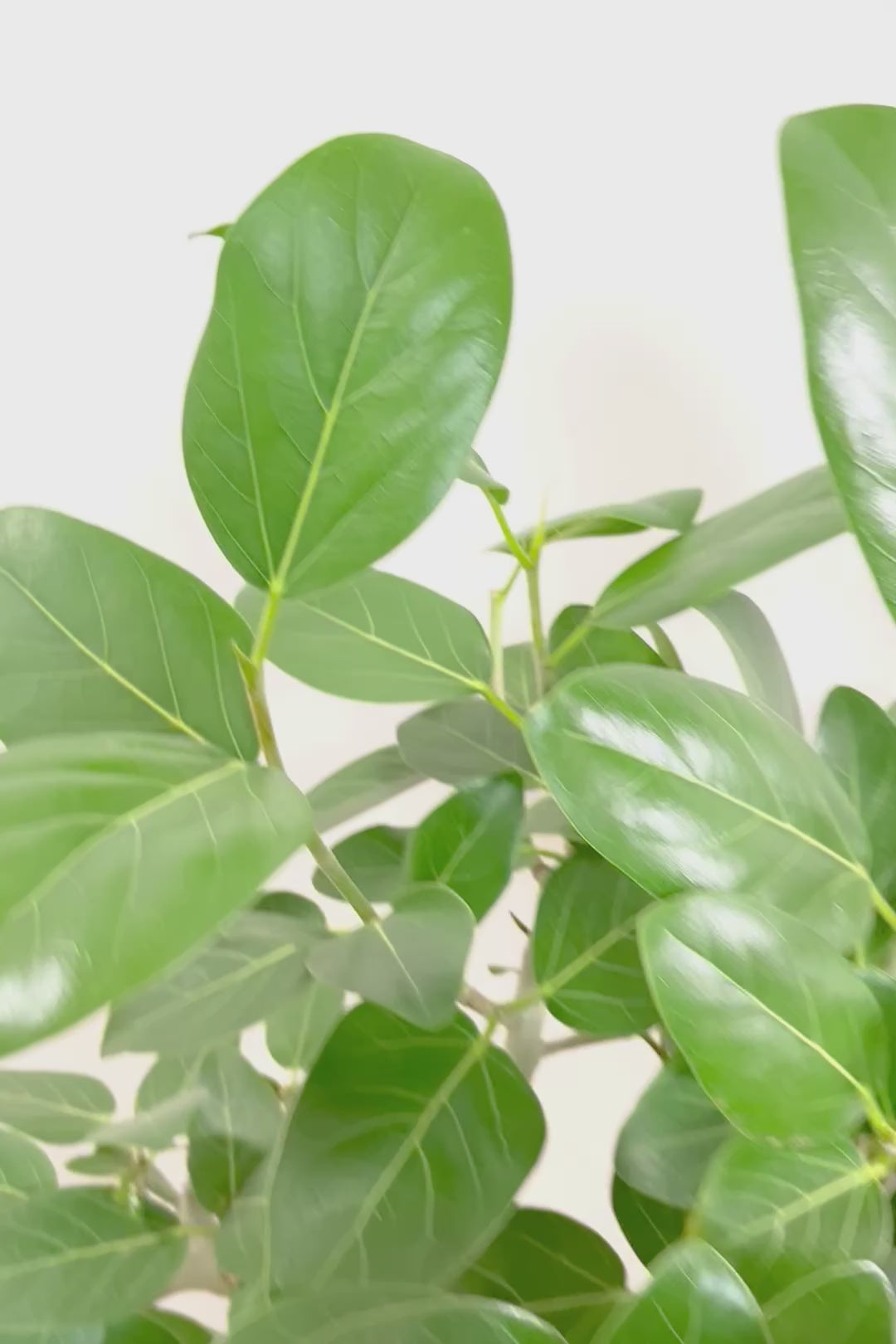 【ベンガレンシス】この樹形はイイ！素晴らしいS字樹形です！自信を持っておすすめします！