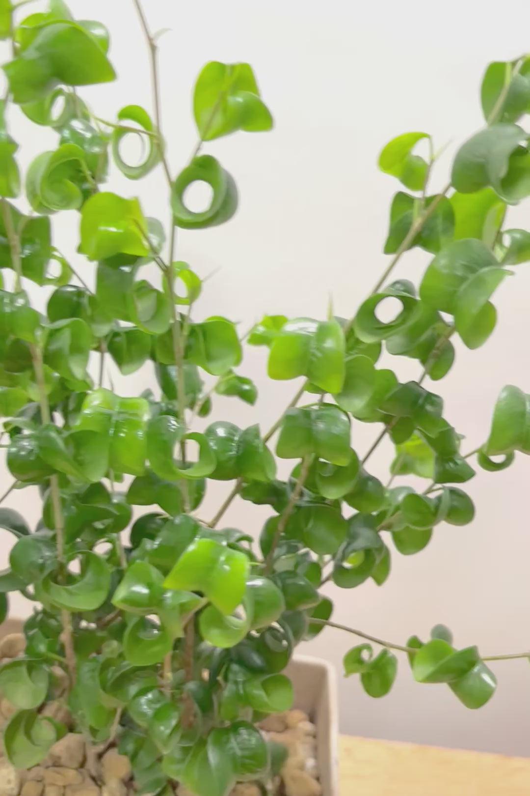 【ベンジャミン バロック】かわいい長方形のプラスチックPOT。APEGOでは初の仕立て方です！