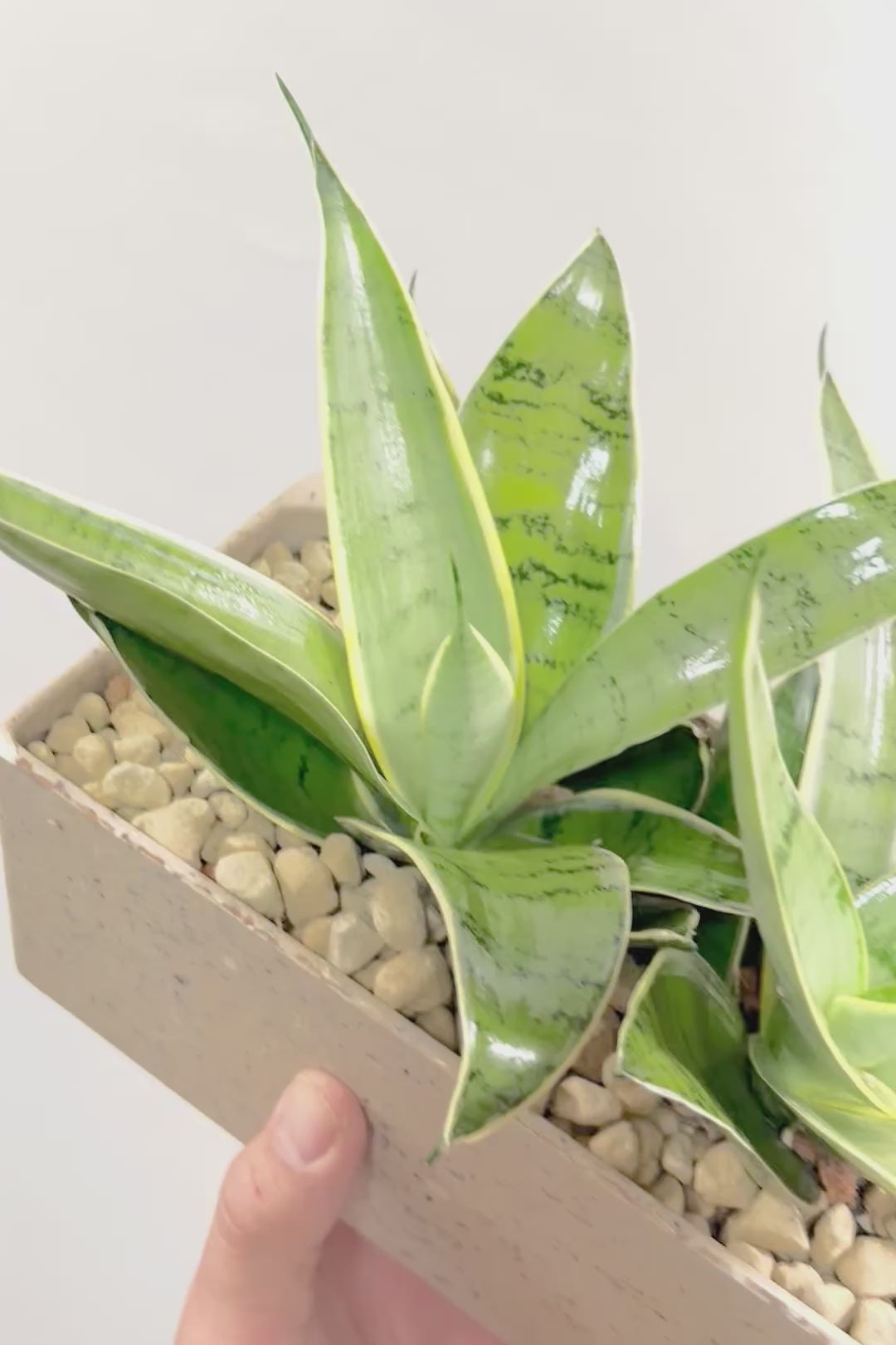 【サンスベリア シルバーハニー】かわいい長方形のプラスチックPOT。爽やかな葉色！あまり出回らない希少種です