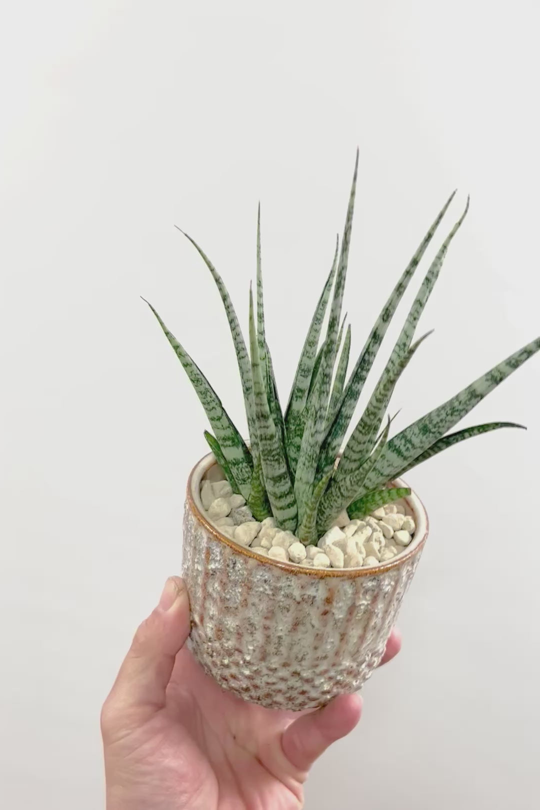 【サンスベリア SP】実はまだ名前が決まってない新新種！特別に静岡県の生産者さんから分けていただいた品種！