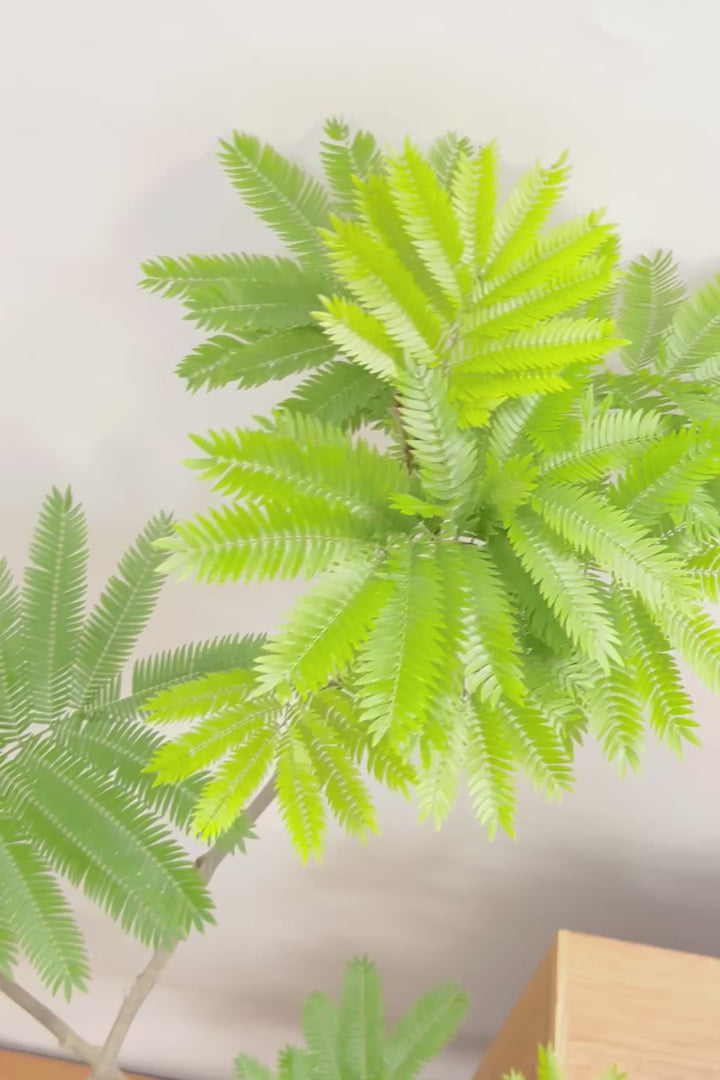 【エバーフレッシュ】個性的にカーブした幹！幹はとてもしっかりとしていますので、存在感がありますよ！