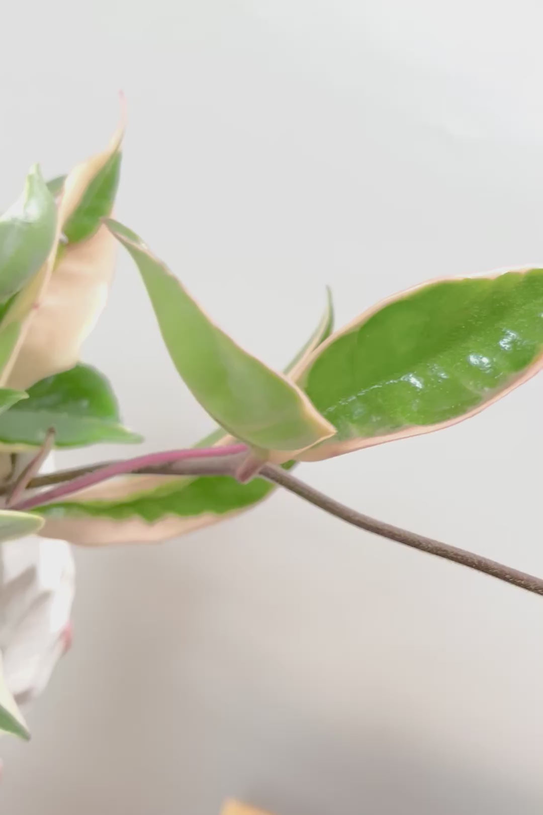 【ホヤ リップカラー】仕入れの時に見つけてきました！ピンクの葉っぱがまぶしくて美しい個体です！