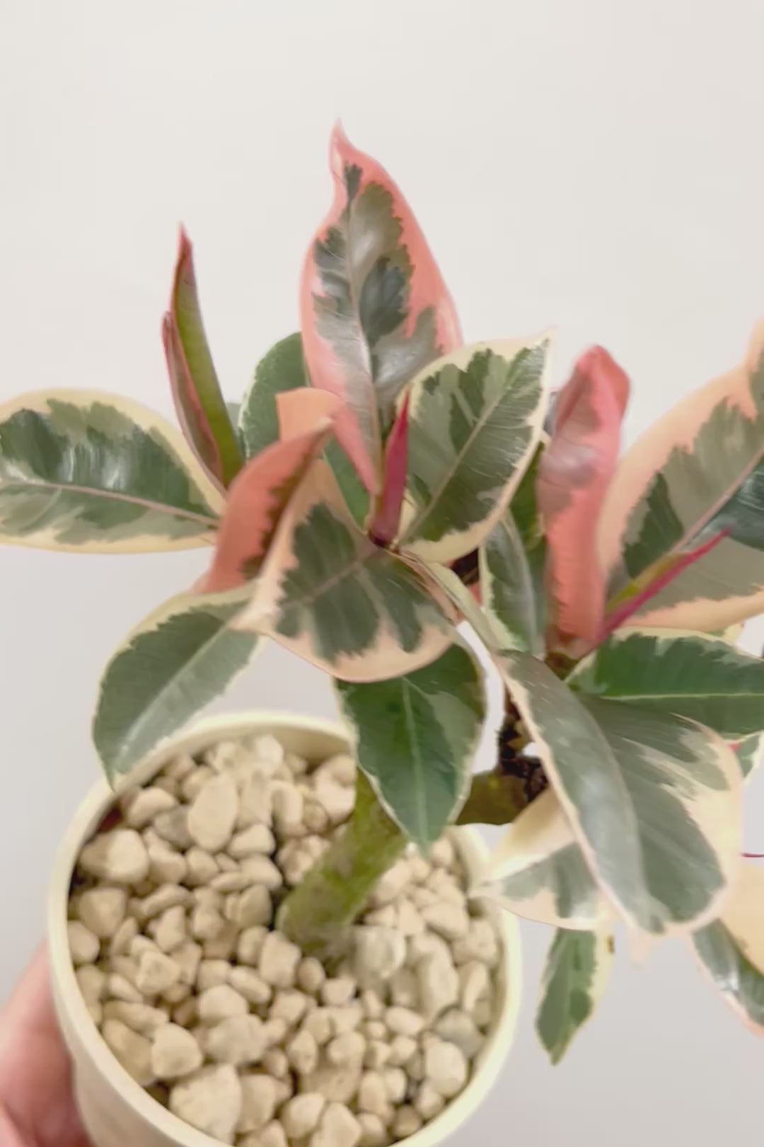 【フィカス ティネケ】軽量で扱いやすいプラスチックPOT！きれいに枝分かれした樹形が素敵！しかも今回は最高の葉色に仕上がりました！おすすめです！