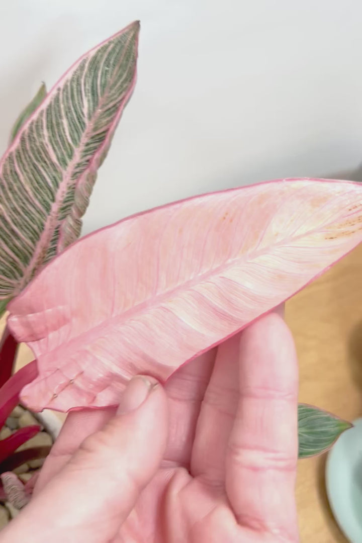 【フィロデンドロン ピンクバーキン】かわいいミニサイズです！葉色が美しくバランスが良い感じですのでぜひご検討ください！