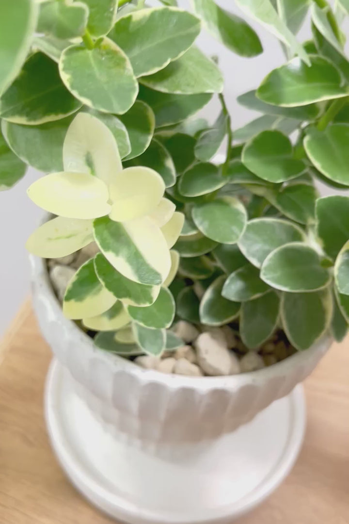 【ホヤ クミンギアナ バリエガタ】今回は希少な斑入りタイプ！枝が固いので上へ伸びて枝垂れるタイプのホヤです！