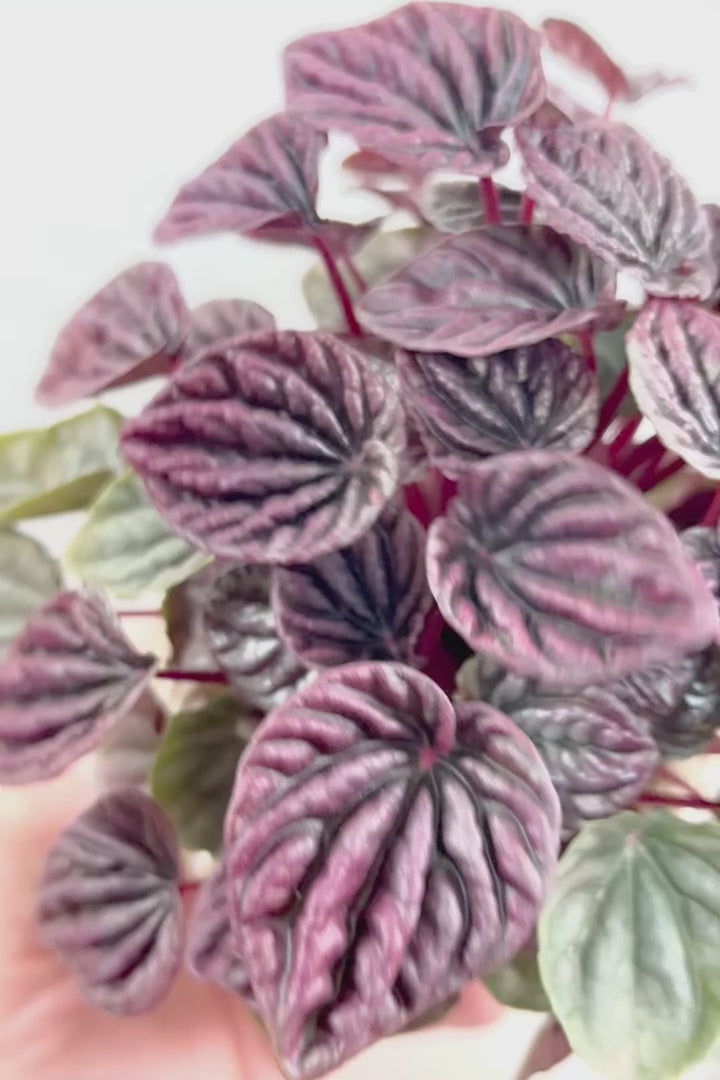 【ペペロミア レッドルナ】深い赤色が美しい。愛知県のペペロミア職人の冨永さんが手がけました！