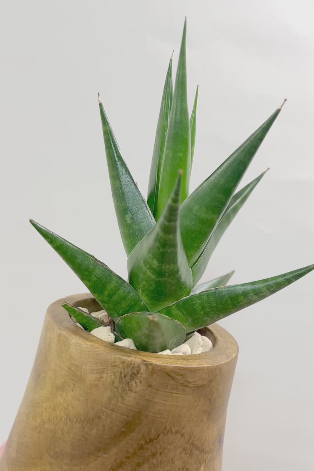 【サンスベリア インドツー】人気の木製POT！仲良しの生産者さんからいい形のものを分けてもらいました！いいバランスです！