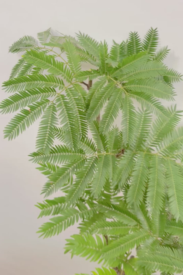 【エバーフレッシュ】ボリュームがあるタイプ！幹もとてもしっかりとしていますので、存在感がありますよ！