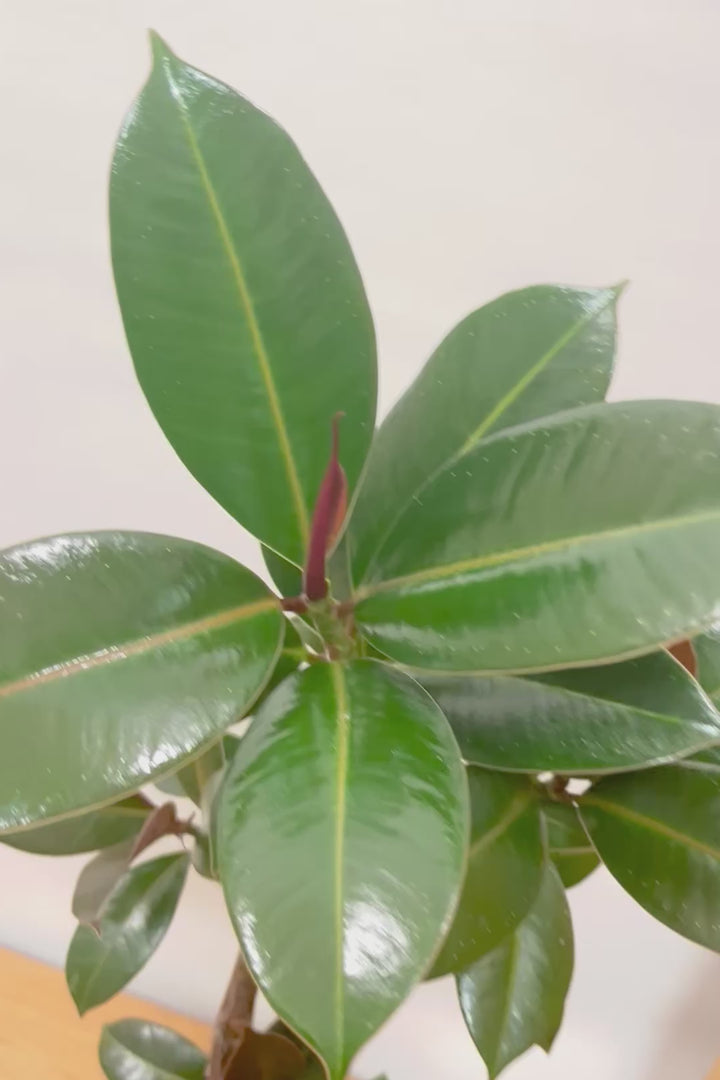 【フィカス・メラニー】ブラックに近い濃いグリーンの葉がシブイ！ゴムの木の中でも育てやすい人気種です！