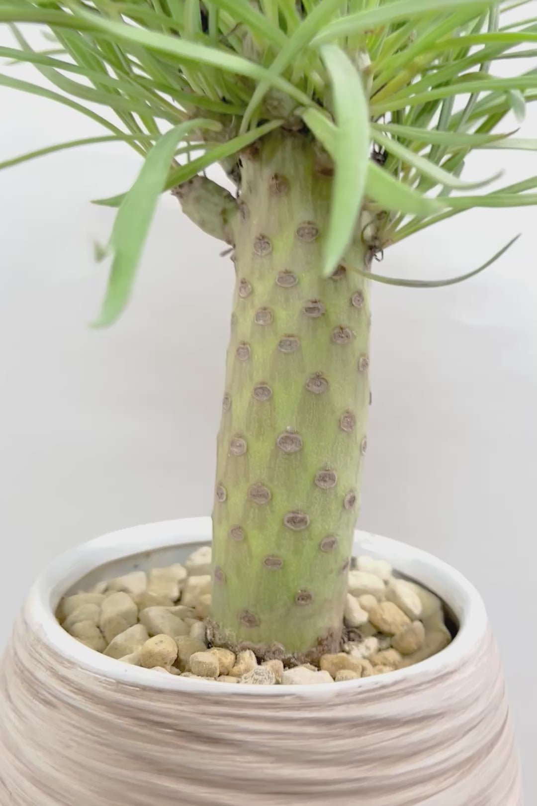 【モンキーツリー】極太の幹！幸せが訪れる言い伝えがあります♪茨城県のモンキーツリーの生産者さんの選りすぐりの個体です！