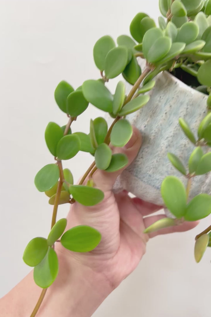 【ペペロミア  ホープ】ロングタイプ！まん丸のかわいい葉がかわいい！ペペロミアの中でも肉厚でかわいい葉です！POTもかわいい♪