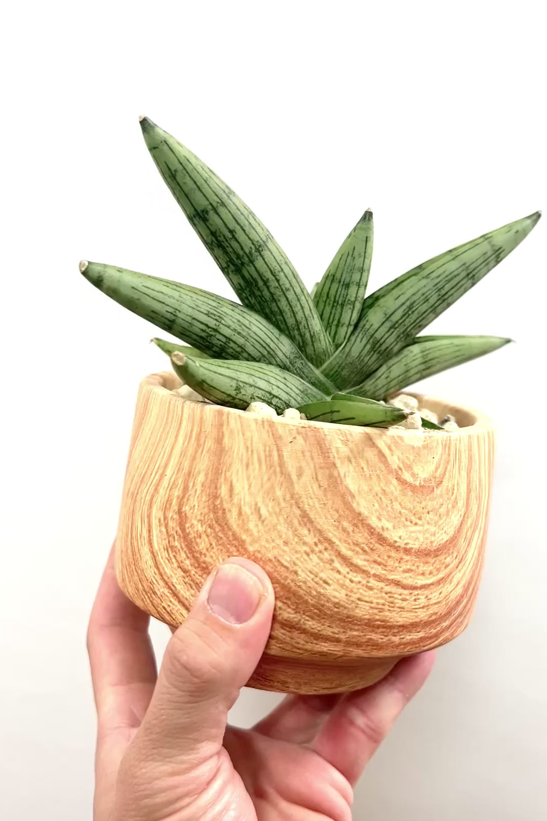 【サンスベリア ルーキー】人気の木製柄のPOT！葉の模様がとても美しい希少種！いいサイズ感です！