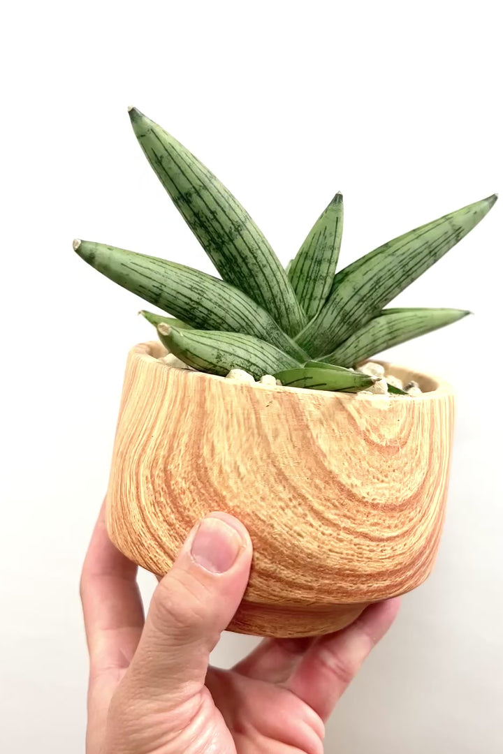 【サンスベリア ルーキー】人気の木製柄のPOT！葉の模様がとても美しい希少種！いいサイズ感です！