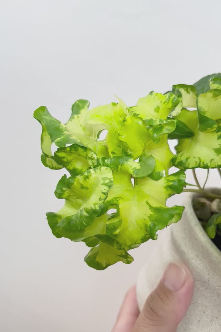 【アイビー ムーンライト】APEGOでも人気のデザインPOT！フリフリの可愛い葉♪暑さ寒さにとても強く丈夫な観葉植物です！
