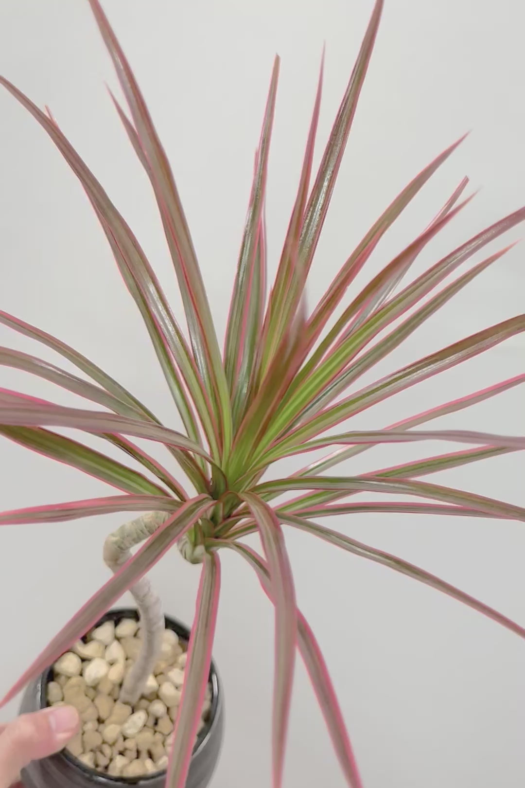 【コンシンネ レインボー】かわいいサイズ！真っ赤な葉色がとても美しい人気種です！