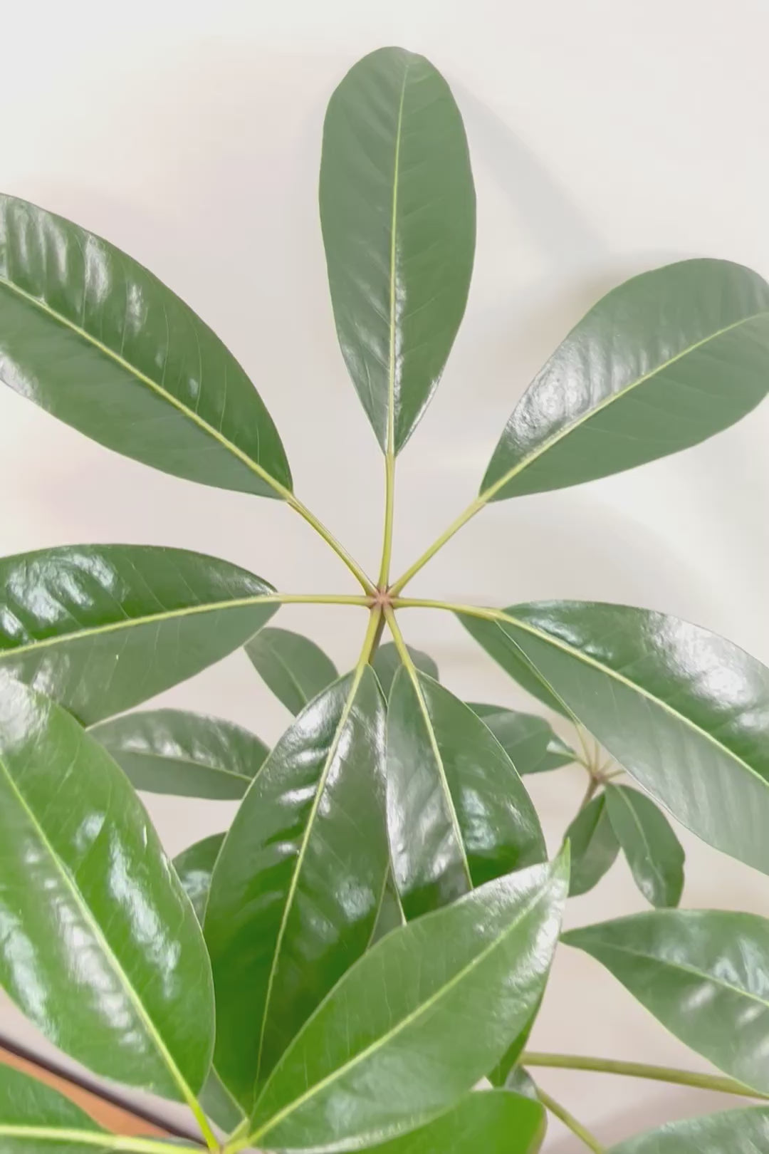 【チュピタンサス】スタイリッシュなPOT！沖縄で育てられた存在感のある樹形！この樹形はなかなか出会えませんよ！