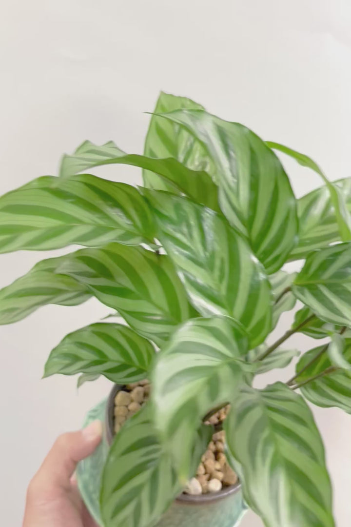 【カラテア フレディ】シルバーグリーンの葉色が特徴！カラテアの中でも育てやすい品種です！