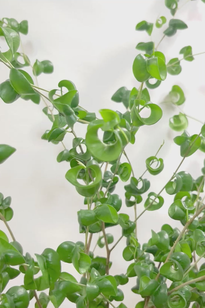 【ベンジャミン バロック】人気の木製POT。ボリュームがありますので存在感は保証しますよ！