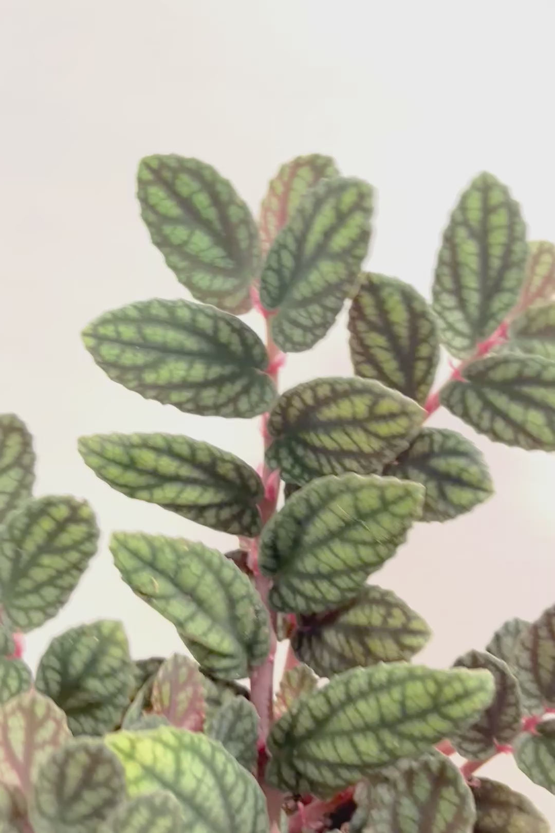 【ペリオニア プルクア】葉色がとても個性的！ぐんぐんと生長する育てやすい観葉植物です♪