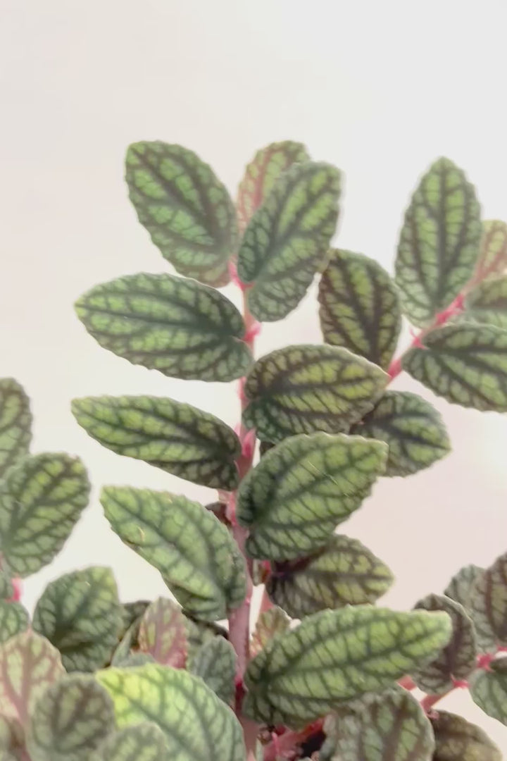 【ペリオニア プルクア】葉色がとても個性的！ぐんぐんと生長する育てやすい観葉植物です♪