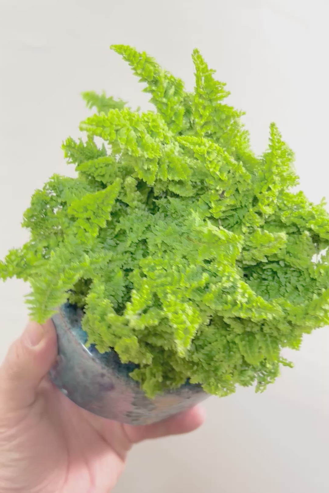 【スコッチシダ】ふわふわした雰囲気がとってもかわいい♪日陰にも強いので育てやすい！