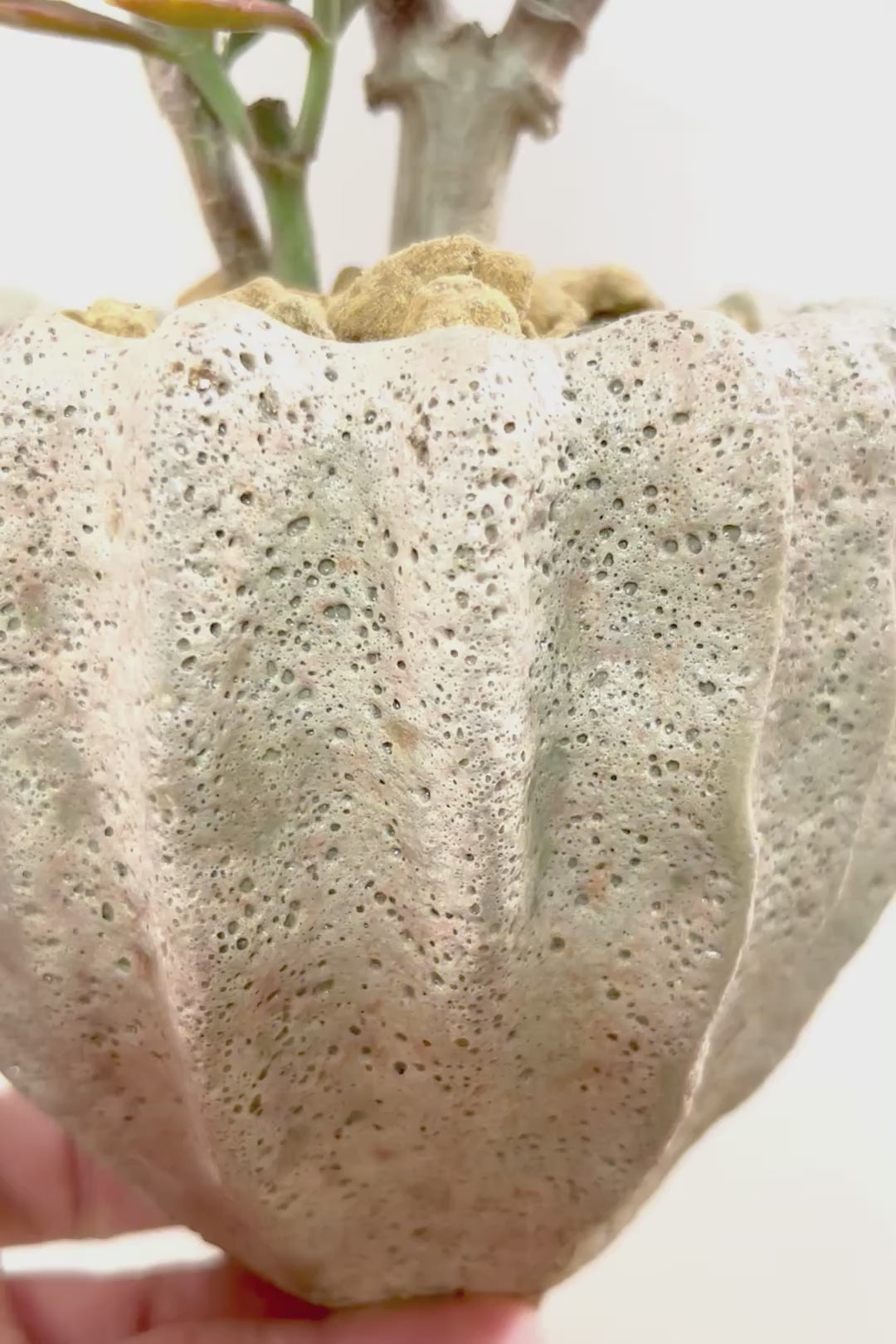 【カランコエ トナカイの舞】ブロンズのかわいい葉色！名前の通りトナカイの角のような葉です！