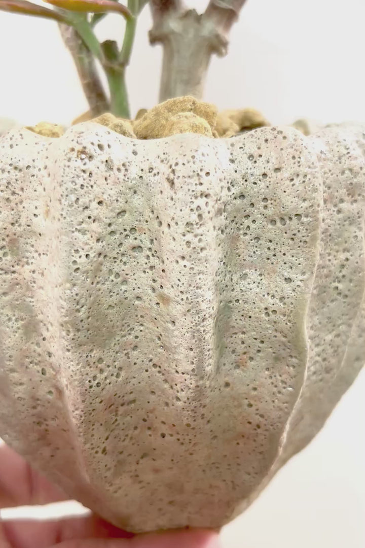 【カランコエ トナカイの舞】ブロンズのかわいい葉色！名前の通りトナカイの角のような葉です！