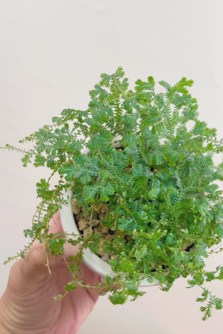 【レインボーファン】ふわふわした雰囲気がとってもかわいい観葉植物。しかも日陰に強い！