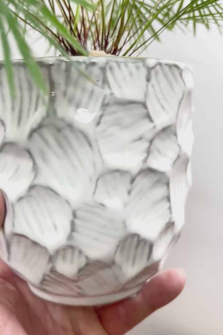 【アクティニオプテリス オーストラリス】シャープな葉っぱがとってもかわいい♪日陰にもとても強く育てやすい観葉植物です！