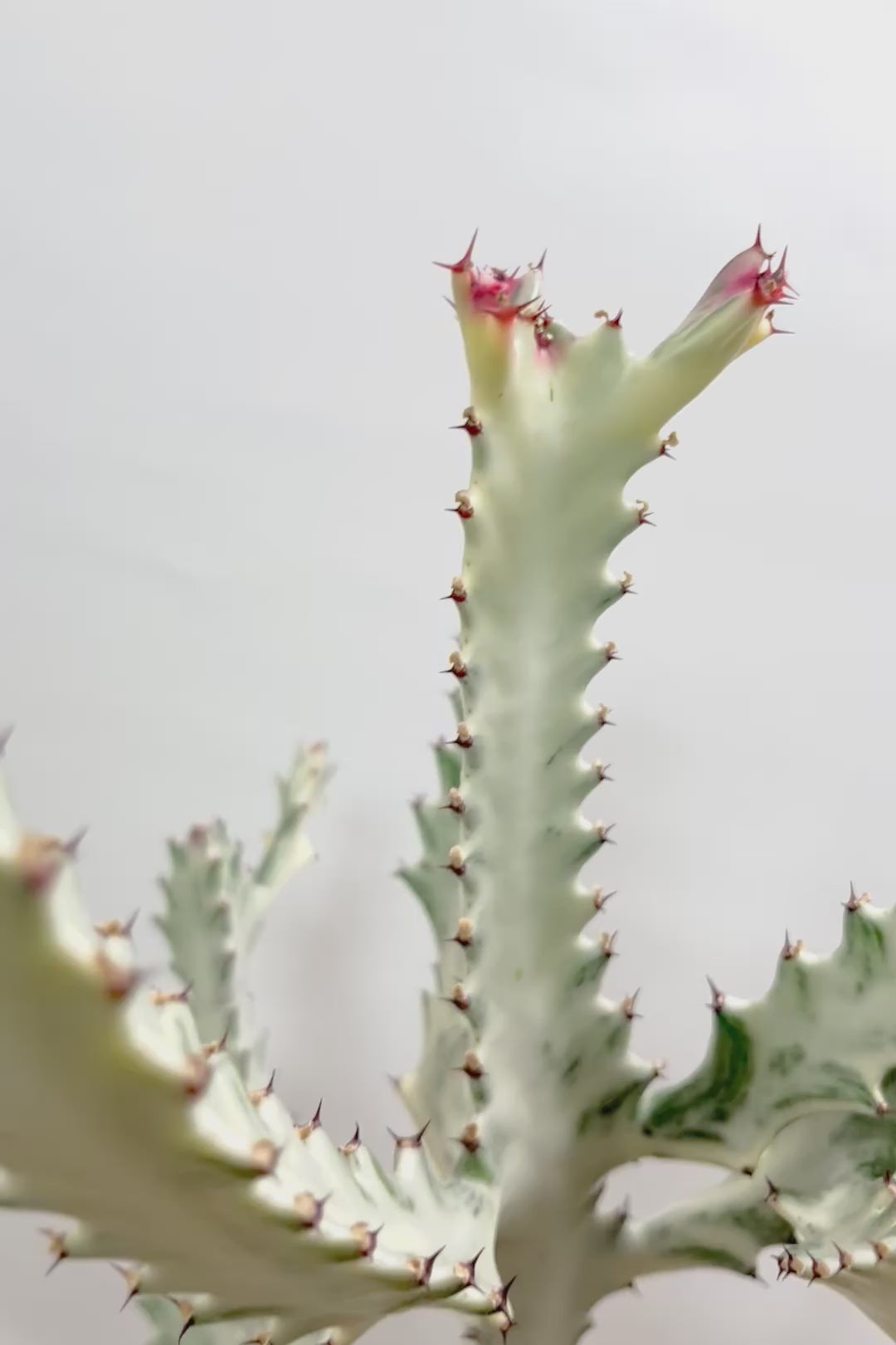 【ユーフォルビア ラクティア ホワイトゴースト】このサイズはラスト！名前の通りホワイトの幹肌がとても美しい！意外と育てやすい！POTにもこだわりました！