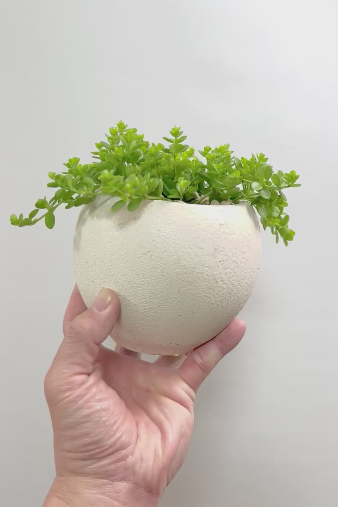 【ペペロミア  デピーナ】ミニミニのかわいい葉。ペペロミアの中でも肉厚でかわいい葉です！POTはシンプルなホワイトを合わせました！