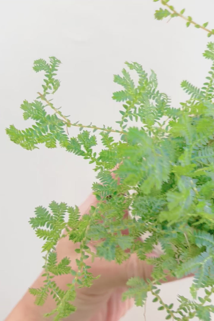 【レインボーファン】ふわふわした雰囲気がとってもかわいい観葉植物。しかも日陰に強い！