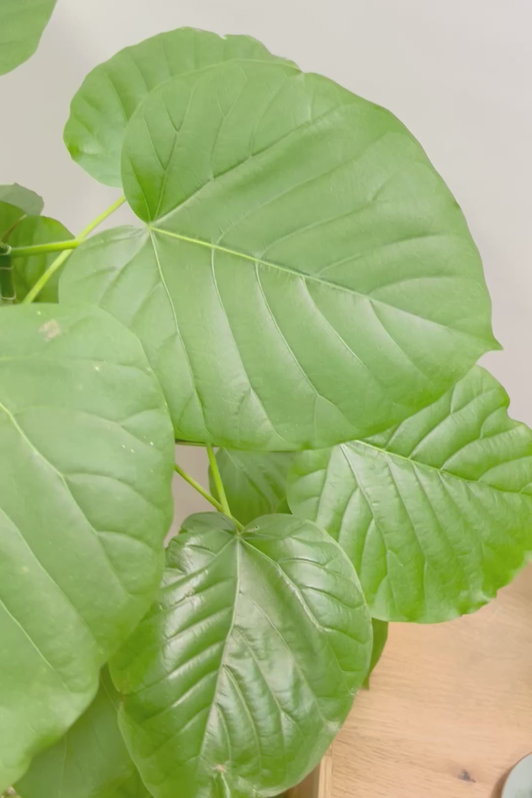 【ウンベラータ】これはホント良い樹形！葉の大きさもちょうどいいと思います！インテリアにはピッタリ！