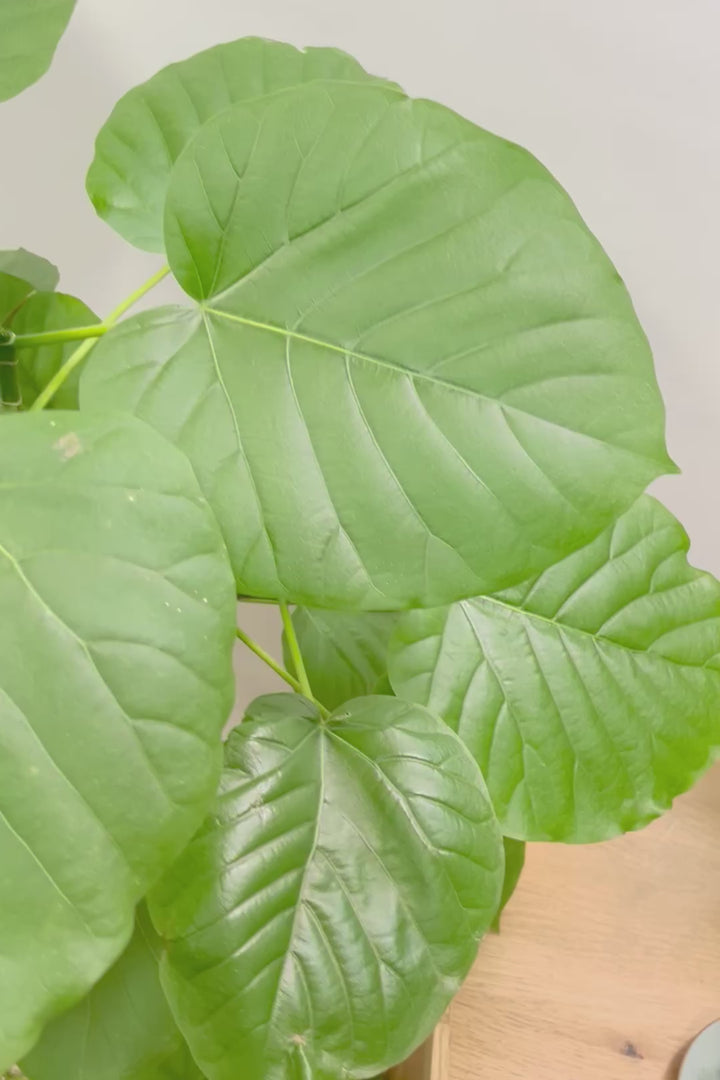 【ウンベラータ】これはホント良い樹形！葉の大きさもちょうどいいと思います！インテリアにはピッタリ！