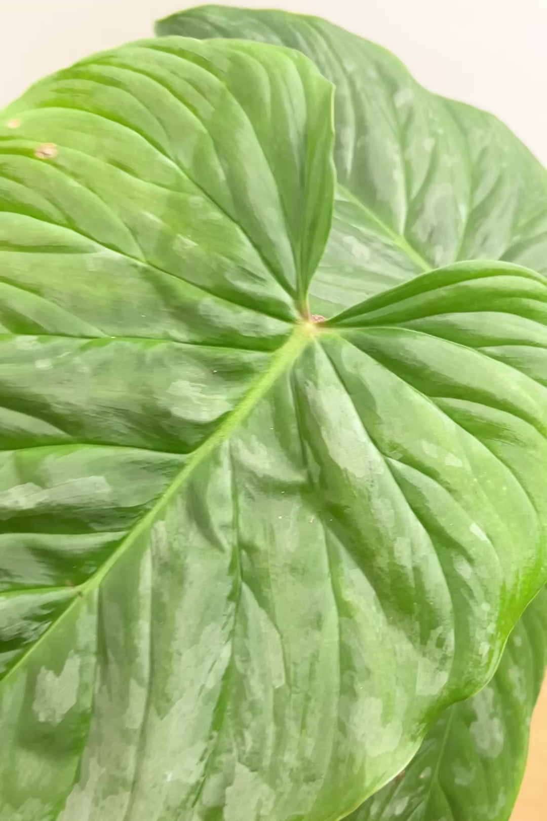 【フィロデンドロン マジェスティック】APEGO初入荷の品種！大きな葉がとにかくカッコいい！おすすめです！