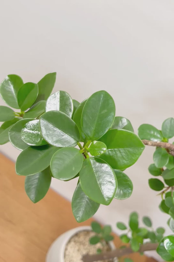 【パンダガジュマル】ナチュラルにカーブした素晴らしい樹形！この樹形は一期一会です！ガジュマルの中でも更に極小のかわいい葉♪