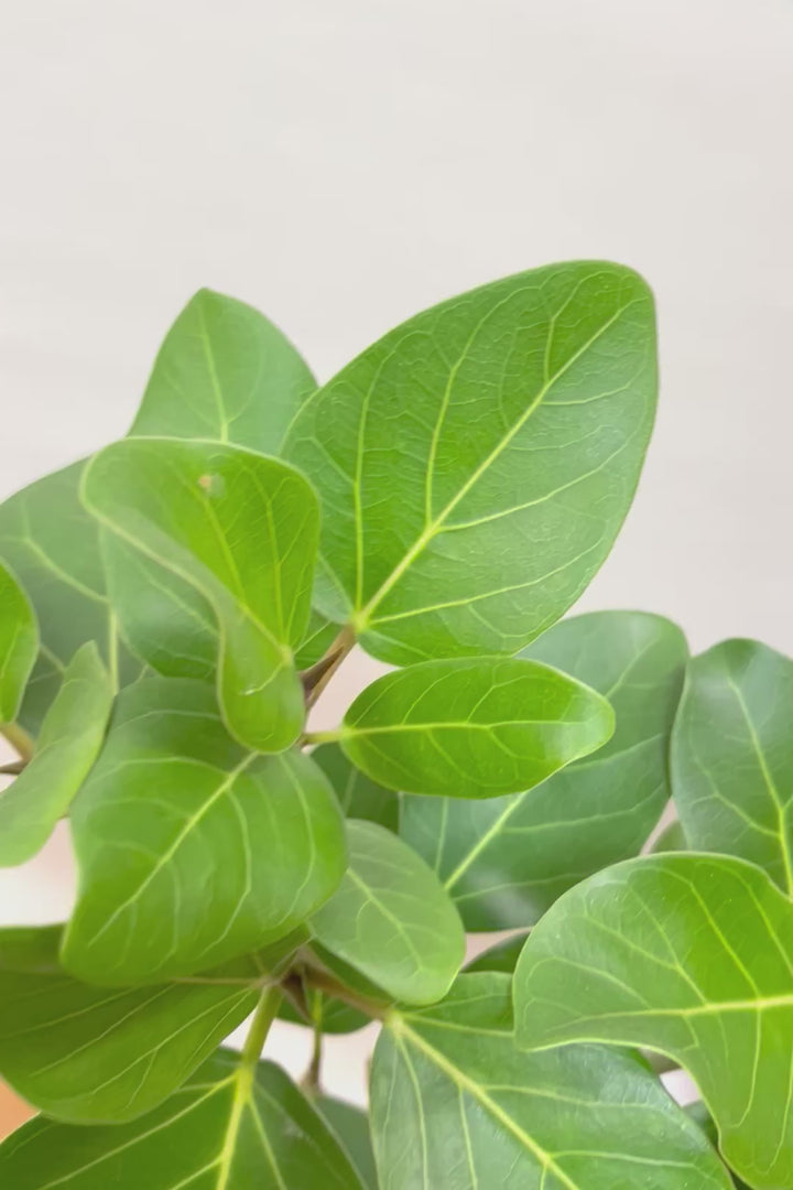 【ベンガレンシス】とにかく幹が太い！しかも美しくカーブしておりますのでおススメです！