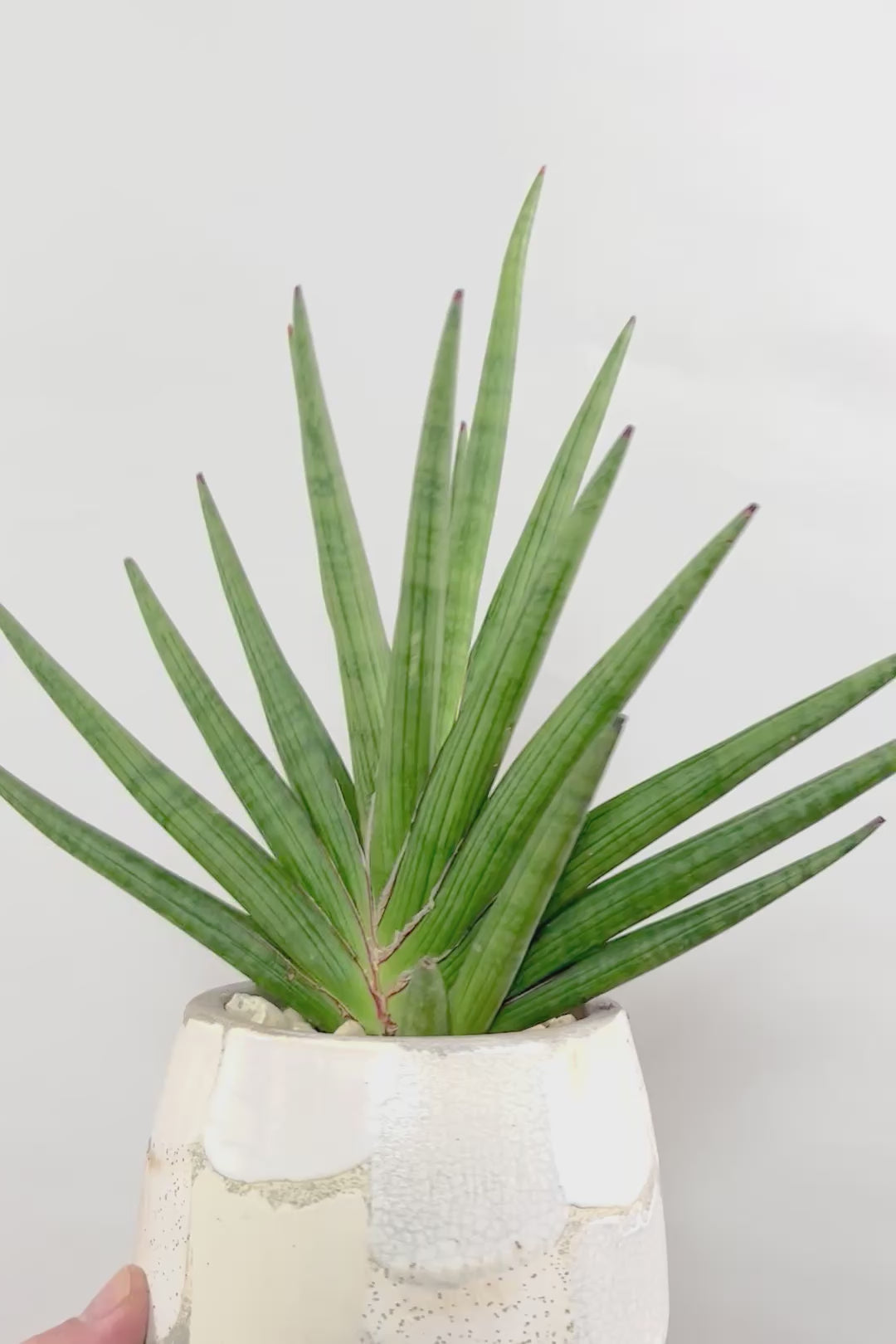 【サンスベリア ギガスパイキー 】とてもスタイリッシュなフォルム！これはオススメ！静岡県の生産者さんのこだわり品種！