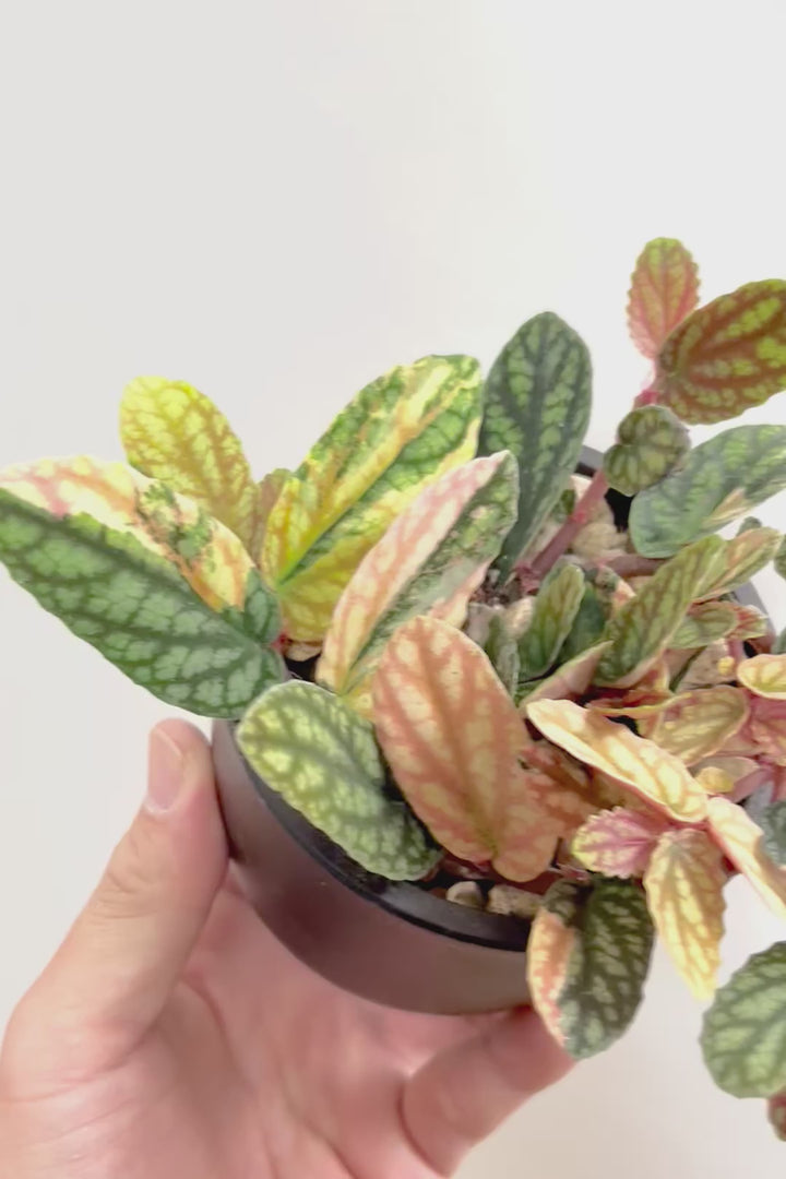 【ペリオニア プルクア バリエガタ】希少な斑入り！生産者さんに特別に分けていただきました！今回限りの入荷です！