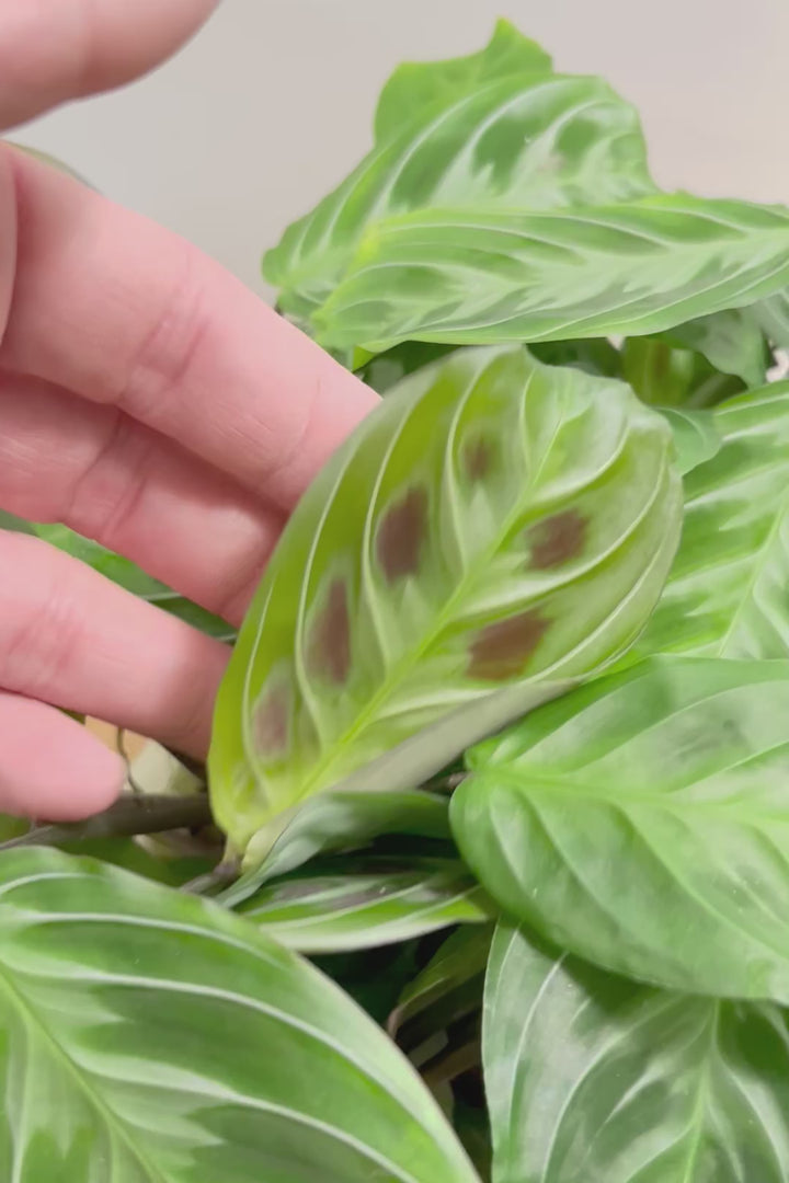 【マランタ キャットマスタージュ】これは美しい！ギュッとまとまったとてもいい株ですよ！