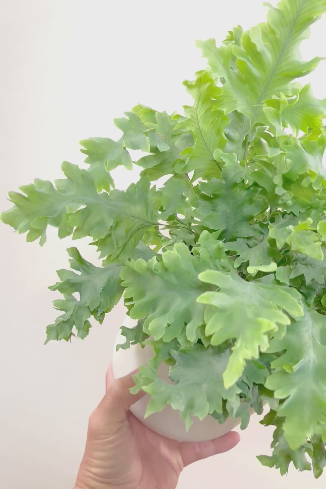 【フレボディウム オーレウムダバナ】軽量なプラスチック製のシンプルなPOT。人気のシルバーリーフ！見た目はフリフリ質感はシャリシャリのかわいい葉です！