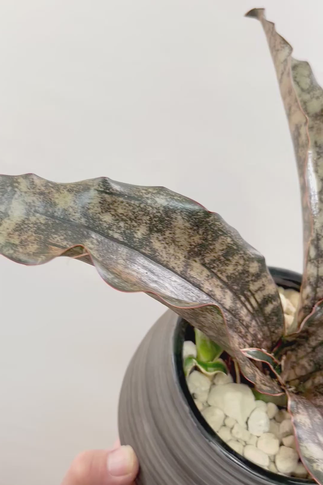 【サンスベリア キルキー】希少な大きサイズのキルキー！仲良しの生産者さんからいい形のものを分けてもらいました！個性的なフォルムが素敵！