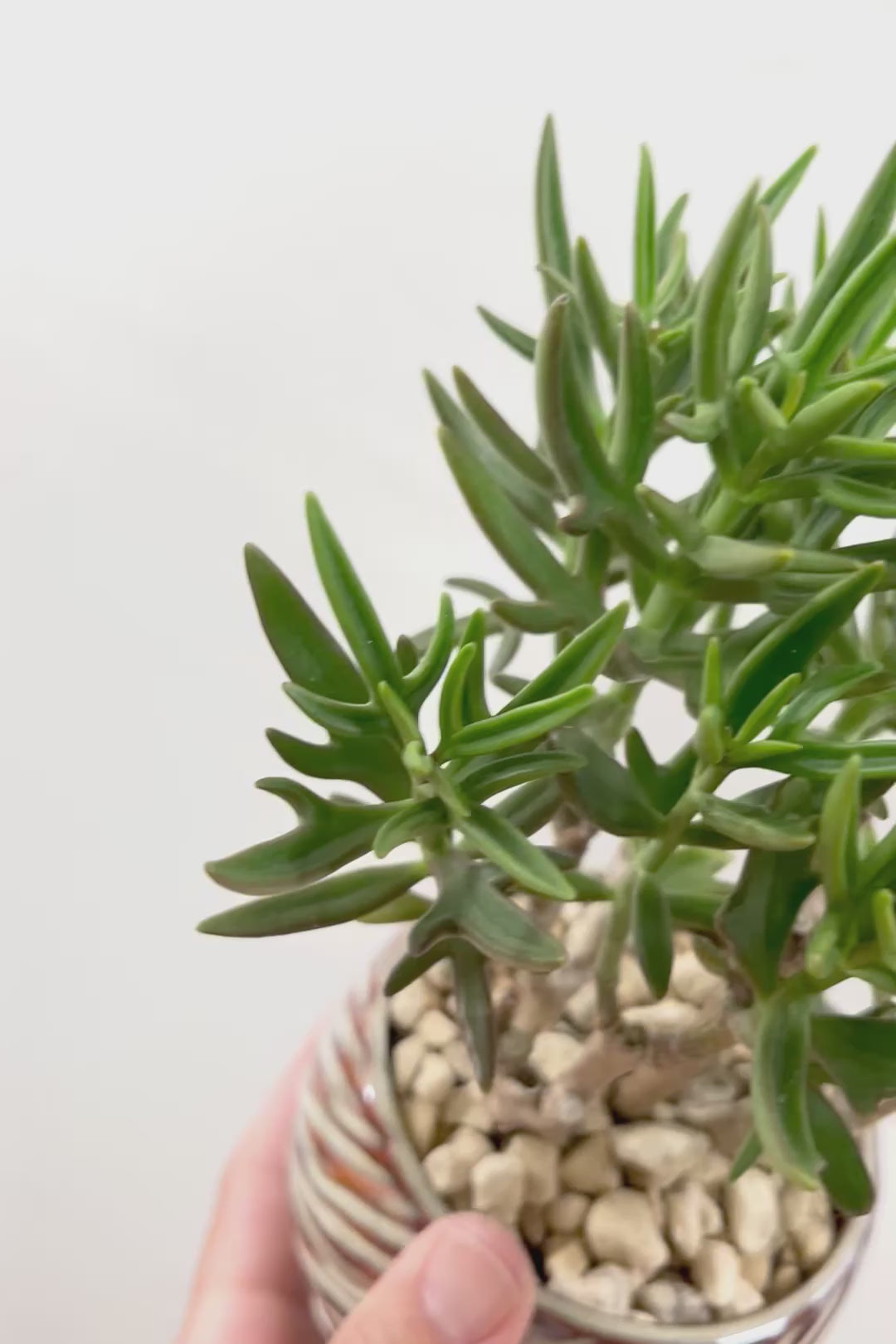【カランコエ トナカイの舞】APEGO初入荷の多肉植物！ブロンズのかわいい葉色！名前の通りトナカイの角のような葉です！
