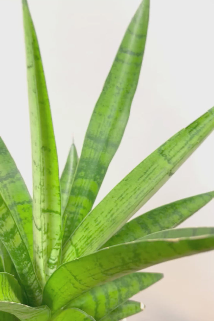 【サンスベリア パゴダ】個性的なフォルム!静岡県の仲良し生産者さんに選んでもらいました！あまり出回らない希少種なので、ぜひこの機会に！