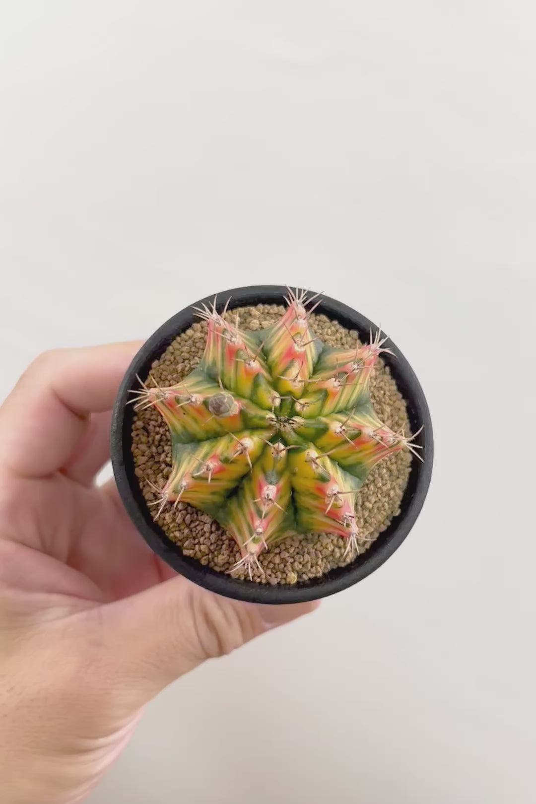 【ギムノカリキウム】幻想的！の一言に尽きる美しい葉色。かわいいフォルムのサボテンです！